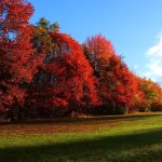 Lush trees with vibrant red and green leaves, symbolizing growth, diversity, and hope — representing the positive impact of live streaming technology across the world.