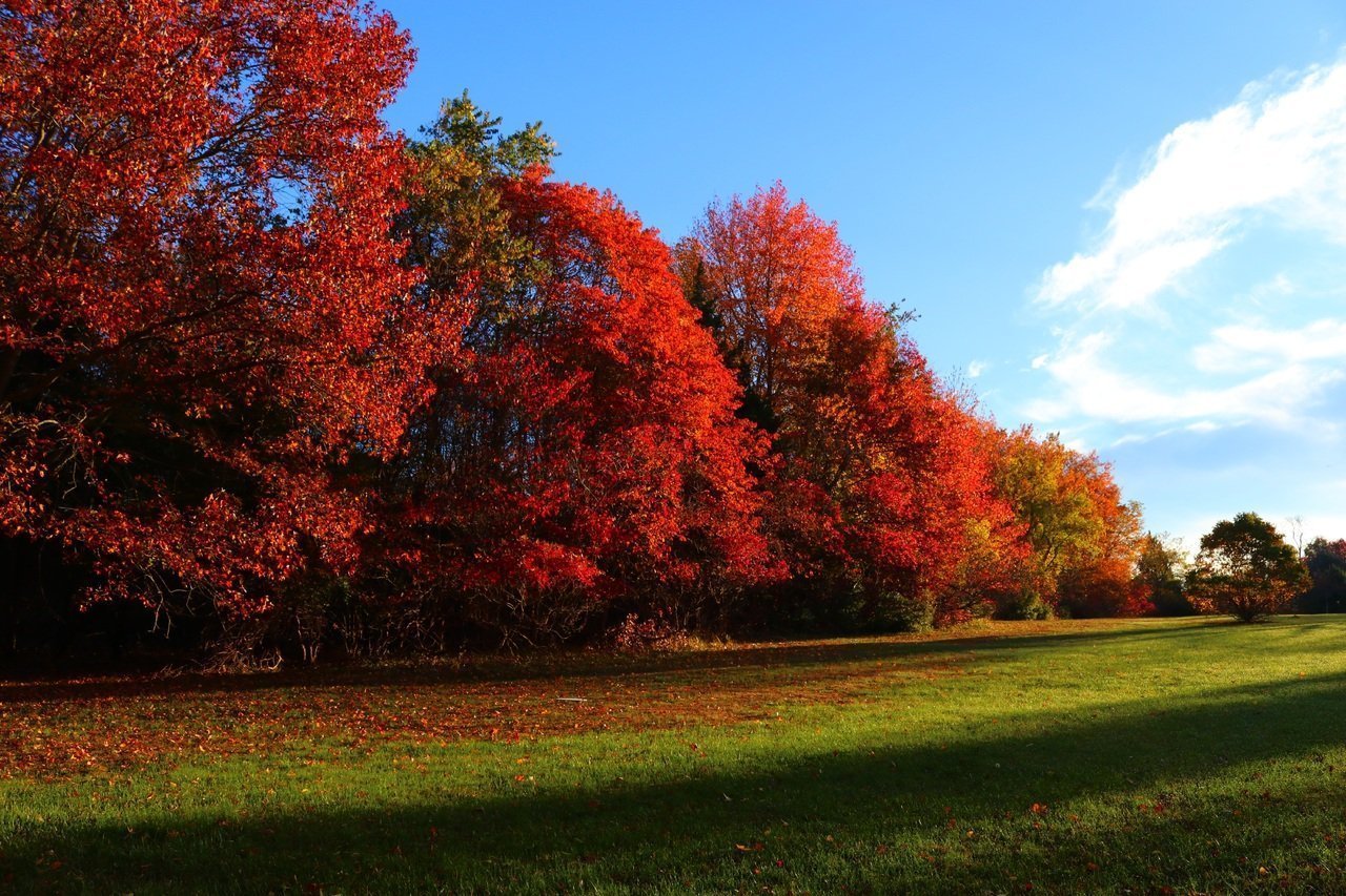 Lush trees with vibrant red and green leaves, symbolizing growth, diversity, and hope — representing the positive impact of live streaming technology across the world.