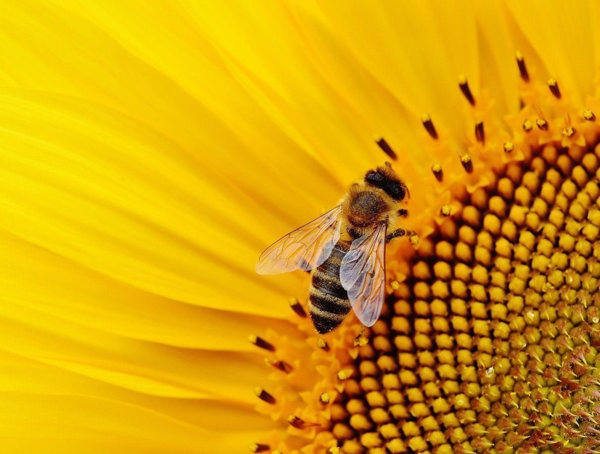 Close-up of a bright yellow sunflower with a bee gathering pollen at its center — symbolizing attraction, value, and the natural flow of engagement, like a well-crafted live stream drawing in viewers.