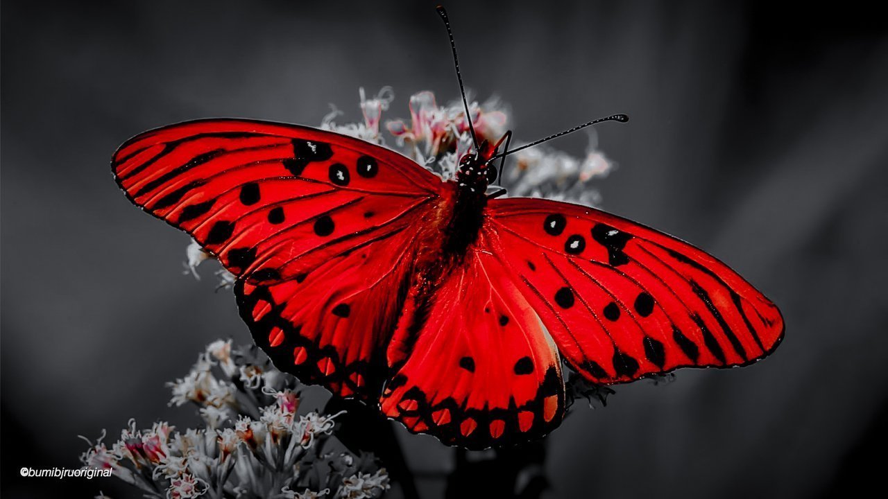 Close-up of a vibrant red butterfly with black spots, resting gently on a surface — symbolizing the delicate precision and transformative power of modern streaming technology.